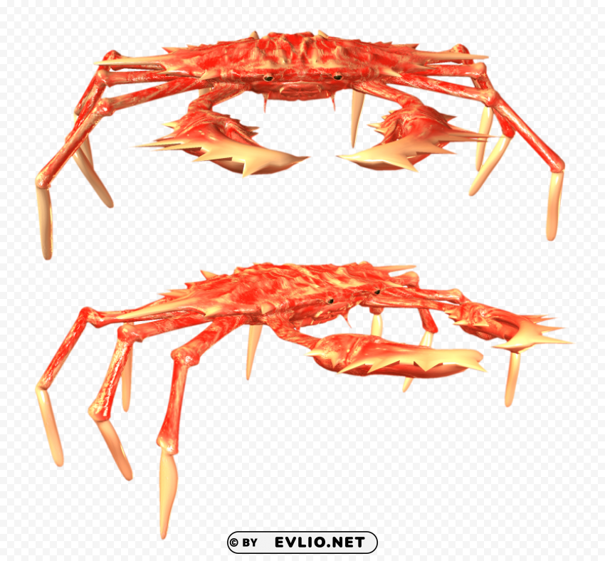 crab Isolated Artwork with Clear Background in PNG