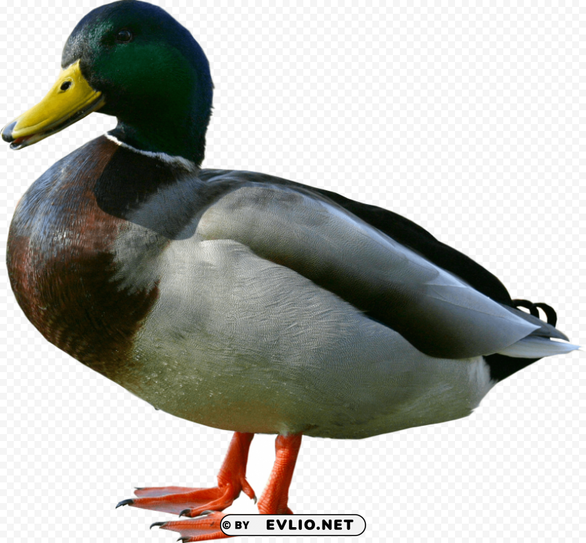 duck from side PNG for web design
