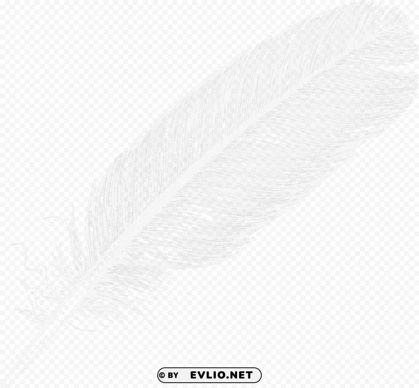 feather PNG with clear transparency