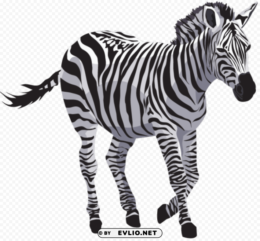 zebra Clear pics PNG