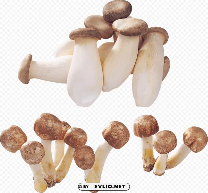 alot of mushrooms PNG images free download transparent background