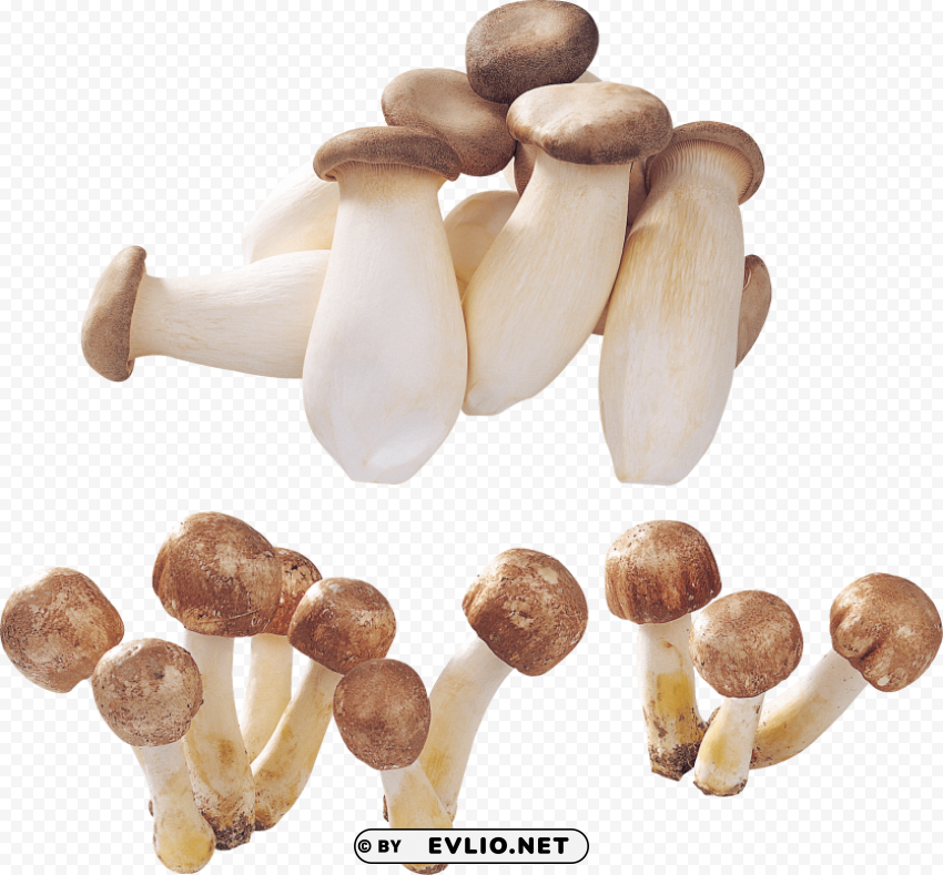 Alot Of Mushrooms PNG Images Free Download Transparent Background