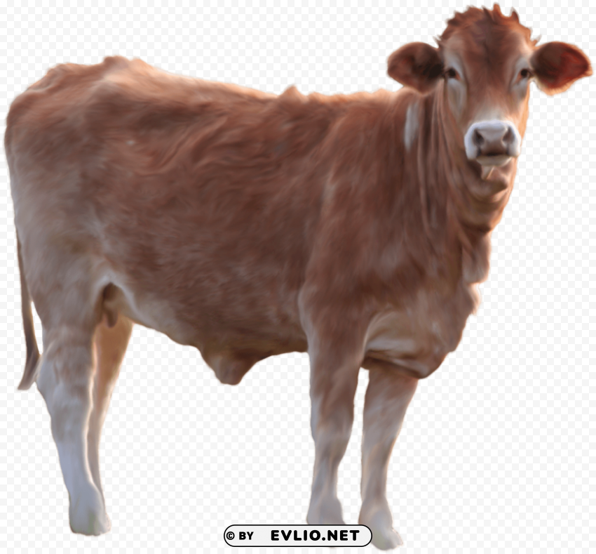 brown cow standing Transparent PNG pictures archive