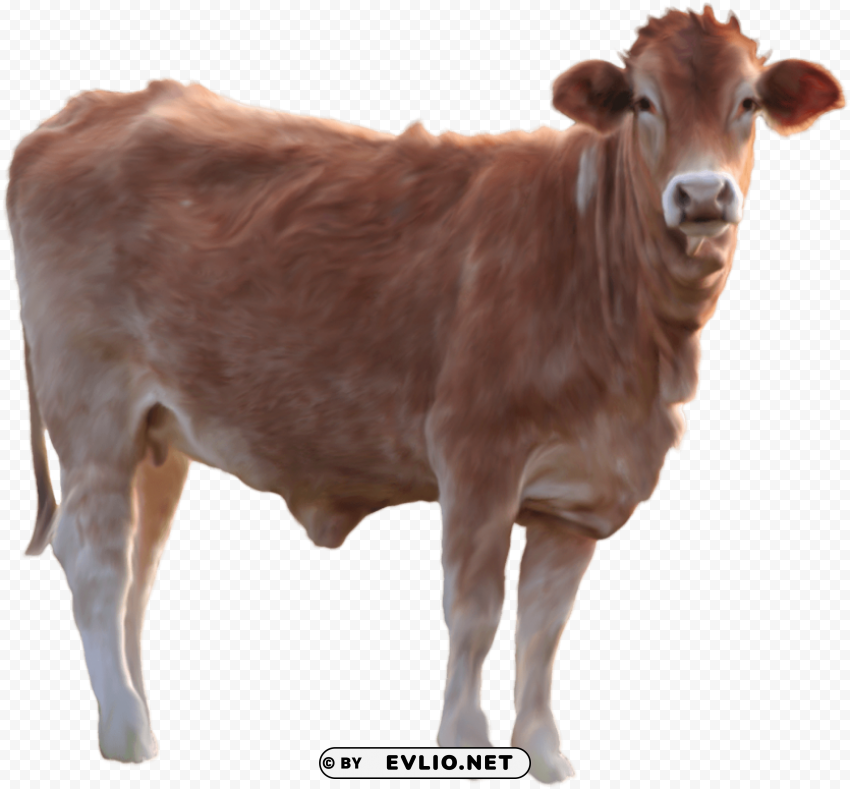 brown cow standing PNG graphics with clear alpha channel broad selection png images background - Image ID 1329f188