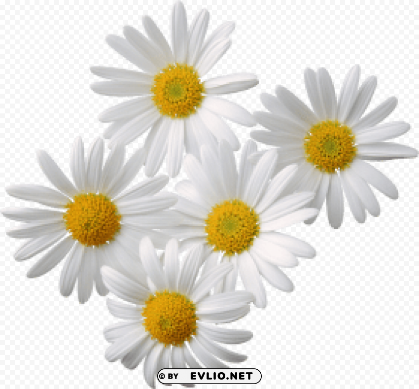 camomile PNG transparent photos assortment