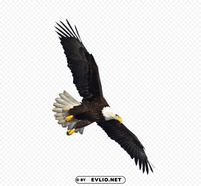 Eagle PNG Images Free