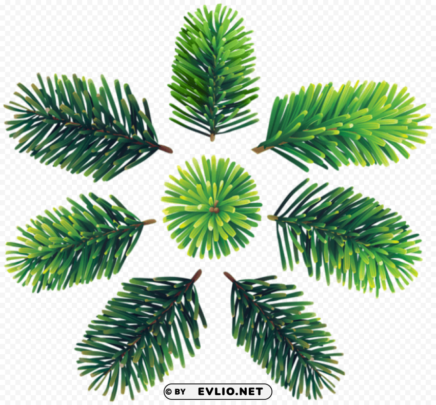 pine branches set Isolated Character with Clear Background PNG
