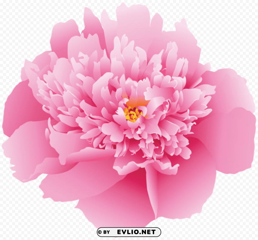 pink peony flower High-quality transparent PNG images comprehensive set