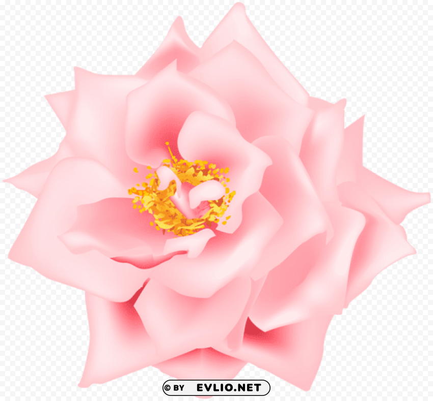 Pink Rose Transparent PNG With No Background For Free