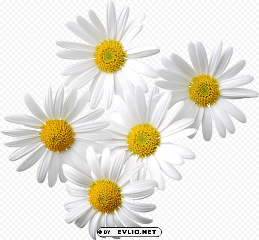  daisies Isolated Character in Transparent PNG