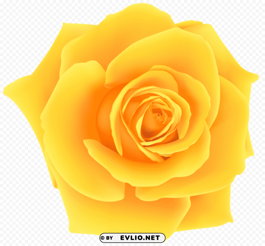 PNG image of yellow rose Isolated Item on Clear Background PNG with a clear background - Image ID 01ecdcfe