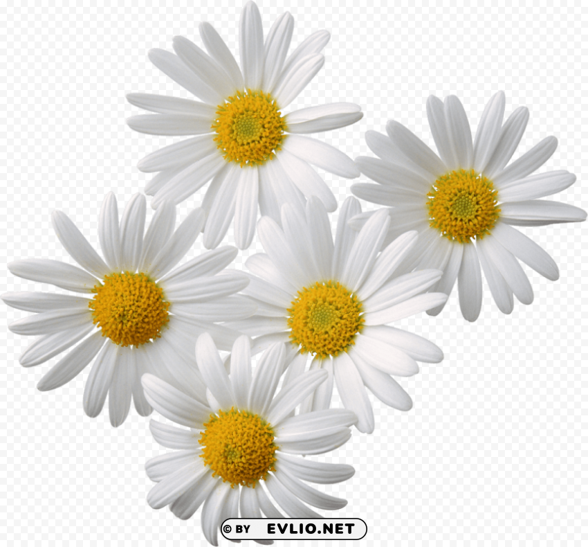 camomile PNG Image Isolated with High Clarity