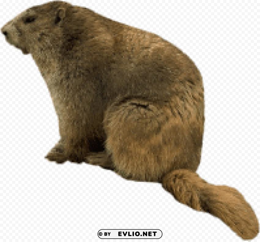 mouse Isolated Subject in Transparent PNG