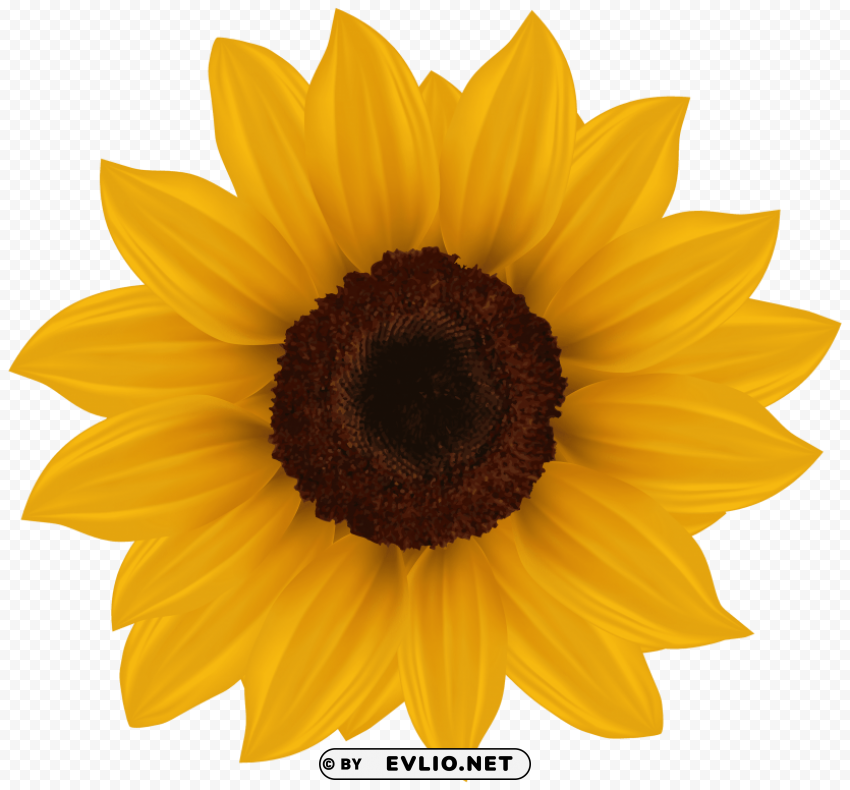 sunflower image PNG transparent images for social media