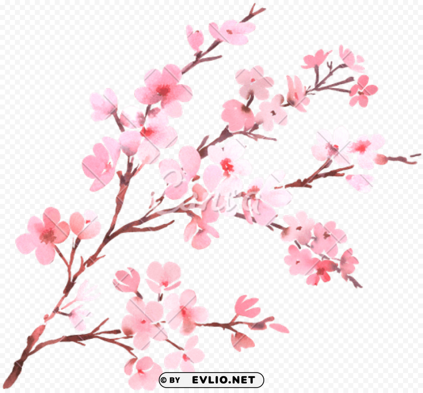 watercolor cherry blossom flower ClearCut Background Isolated PNG Design