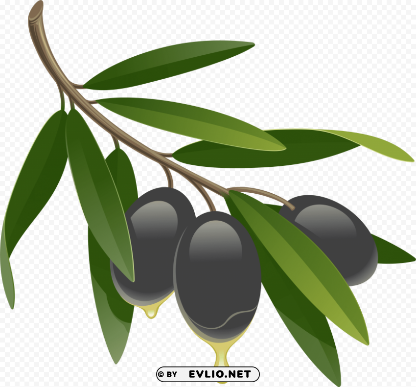 olives PNG design