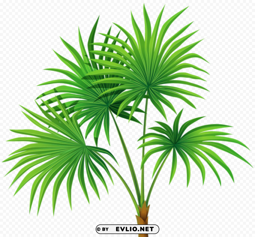 PNG image of palm plant Isolated Graphic on HighQuality PNG with a clear background - Image ID 35651030