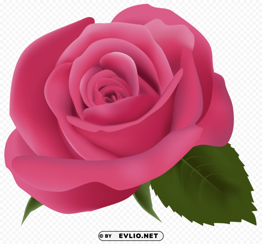 pink rose image PNG images with transparent canvas