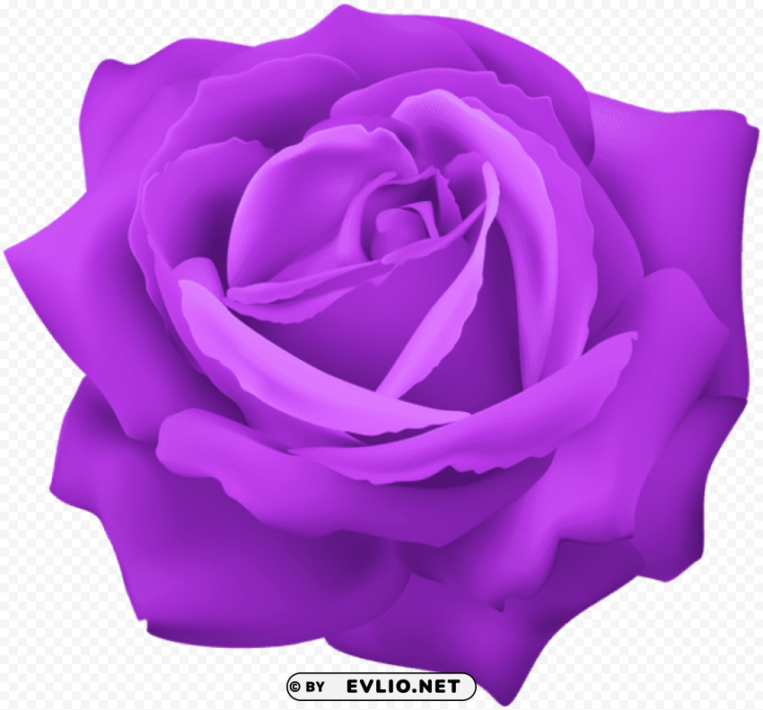 purple rose flower Transparent PNG Isolated Graphic Detail