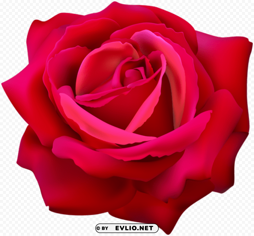 red rose flower Transparent PNG images complete package