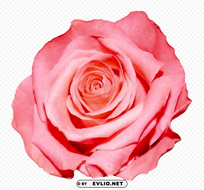 PNG image of rose HD transparent PNG with a clear background - Image ID c29eab4c