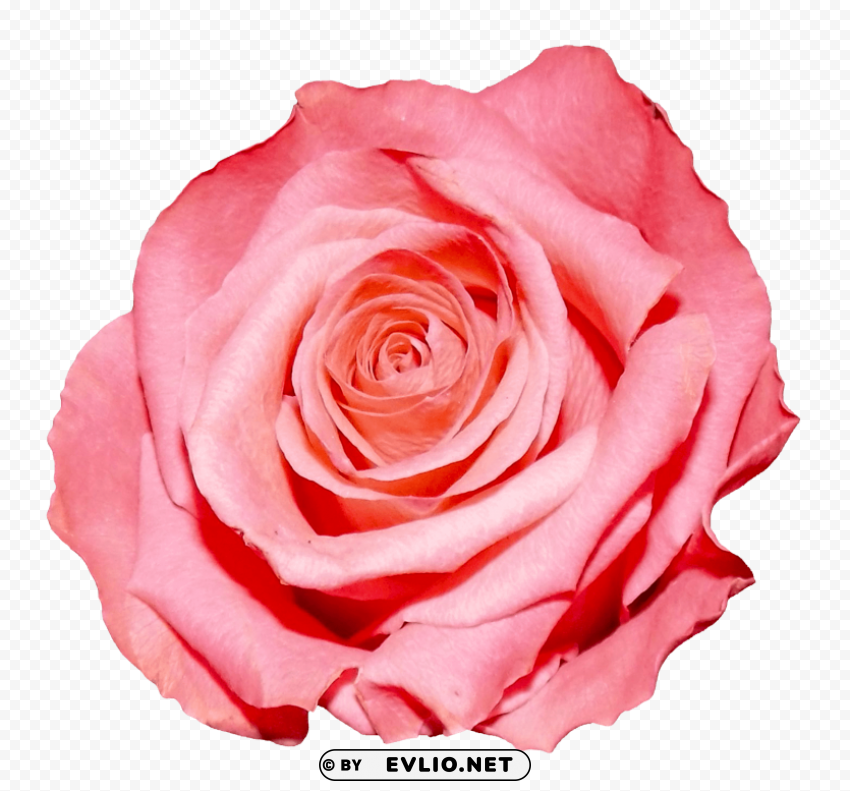 Rose Isolated Element With Clear PNG Background