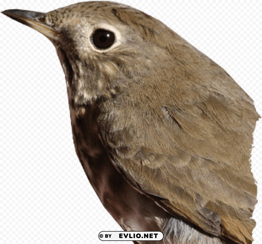 birds PNG graphics