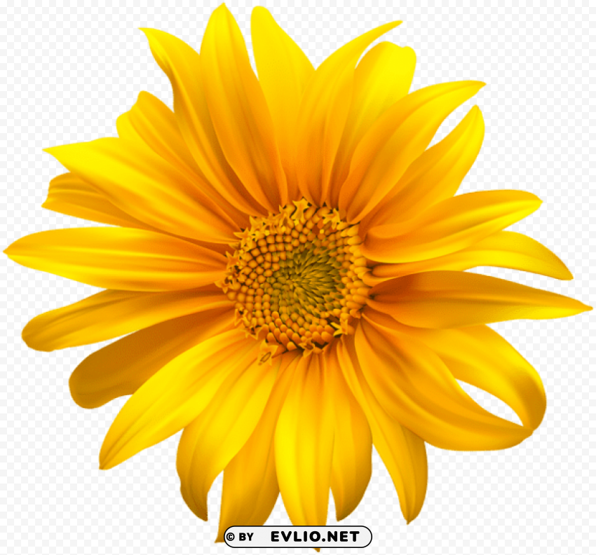 Flower Yellow Transparent PNG Files With No Backdrop Pack