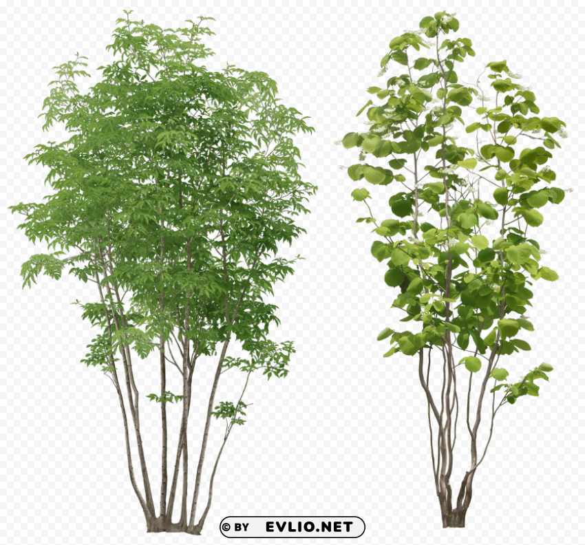 plants HighQuality Transparent PNG Isolation