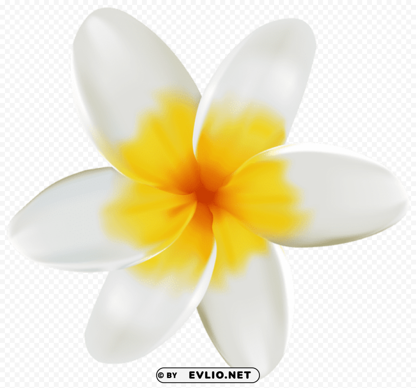 PNG image of plumeria Transparent PNG images extensive gallery with a clear background - Image ID d4e0d74d
