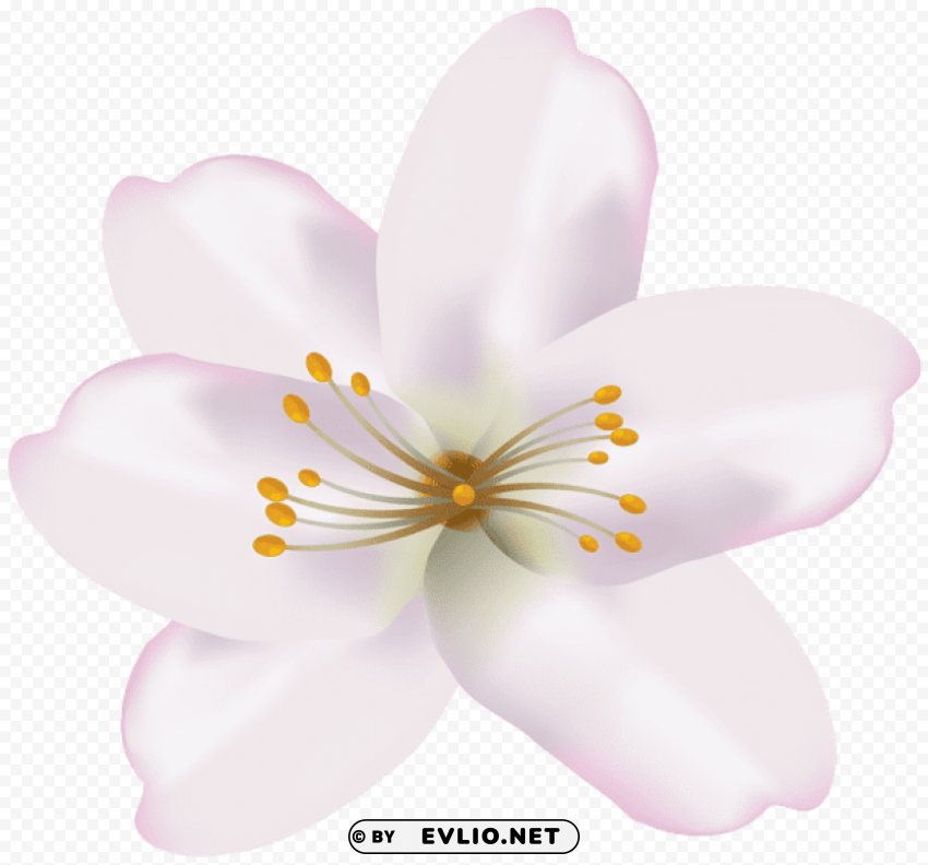spring flower PNG Isolated Object with Clarity