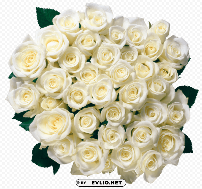 PNG image of white roses PNG for educational use with a clear background - Image ID 650385f8
