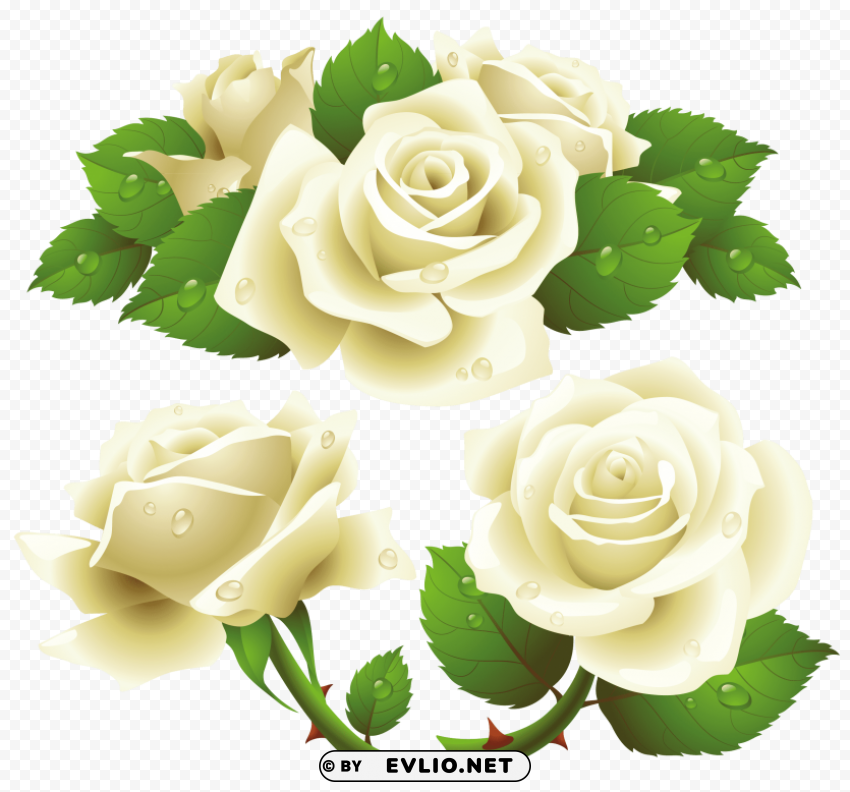 white roses Clear Background PNG Isolation