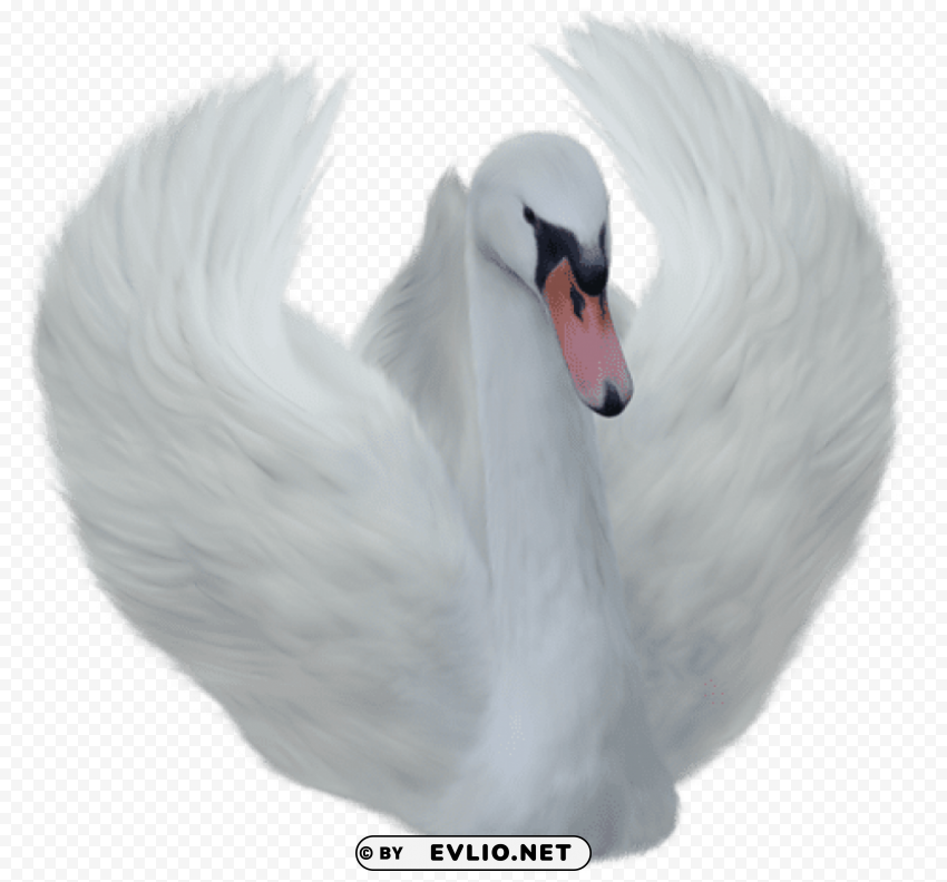 white swan Clear PNG