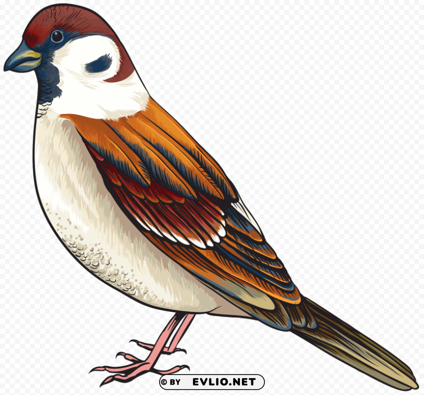 bird HighResolution Transparent PNG Isolated Item