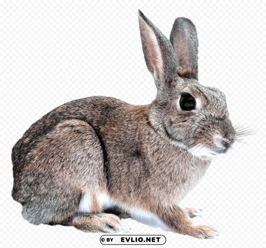 Bunny Rabbit Transparent Background Isolated PNG Icon