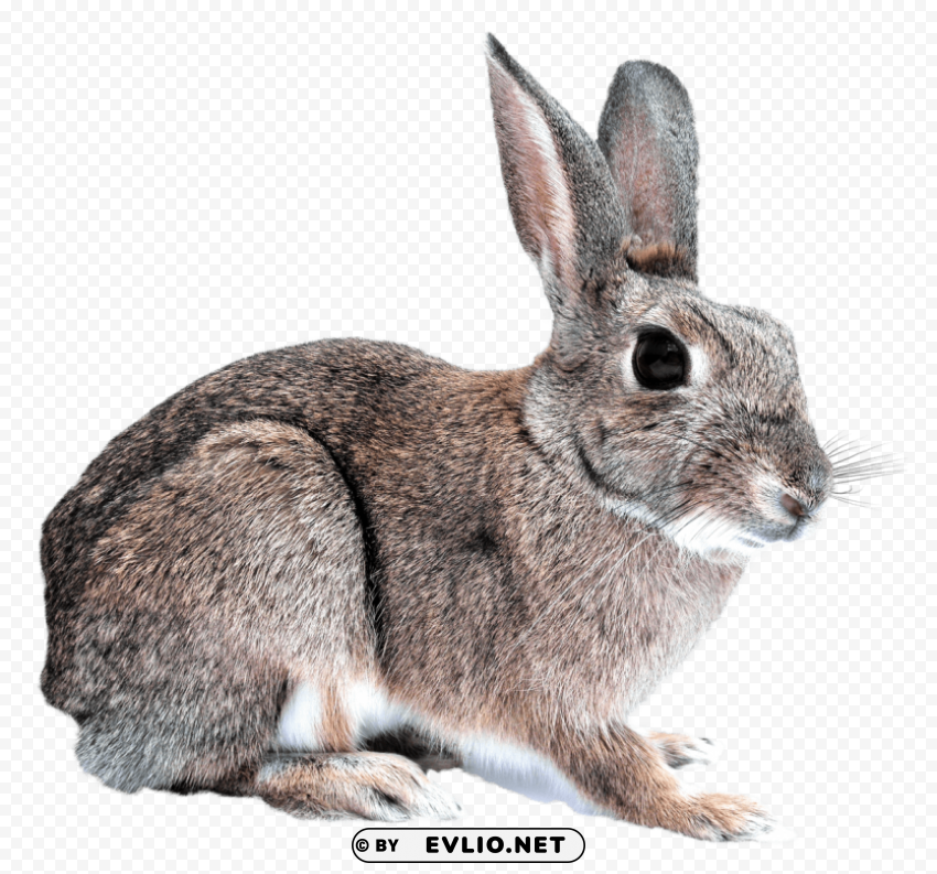 bunny rabbit Isolated Icon on Transparent Background PNG