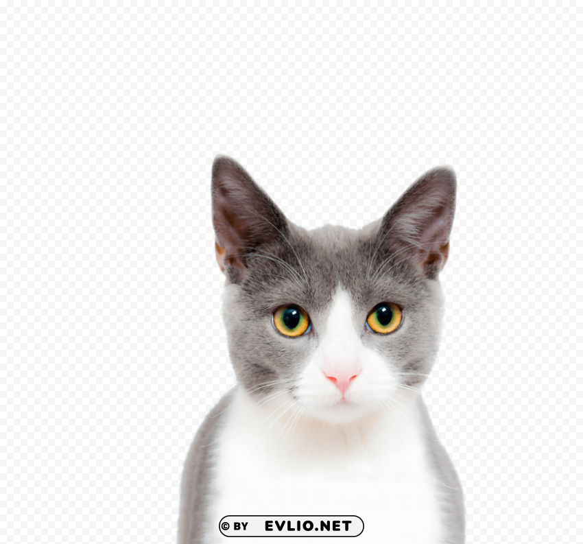 cat cute Isolated Design on Clear Transparent PNG