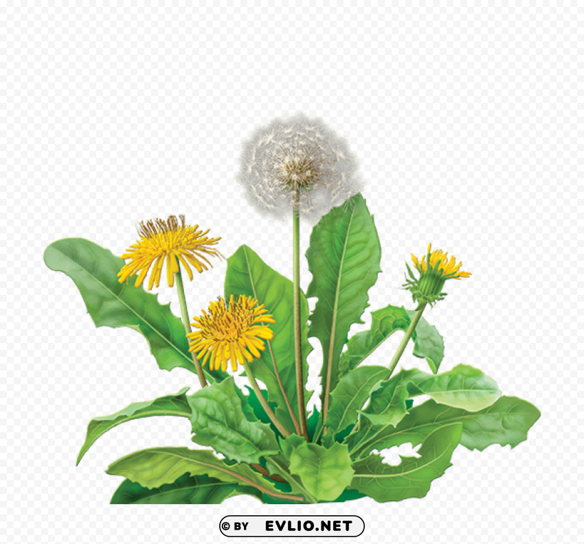 dandelion Isolated Graphic on Transparent PNG