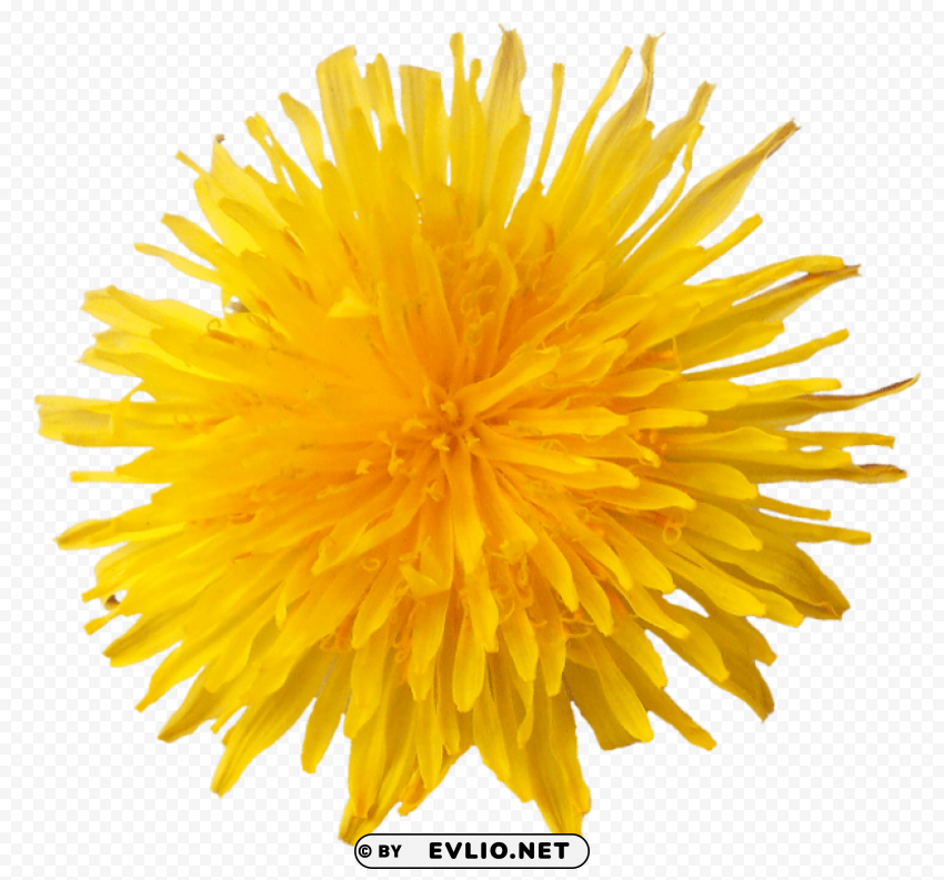 dandelion PNG files with clear background collection