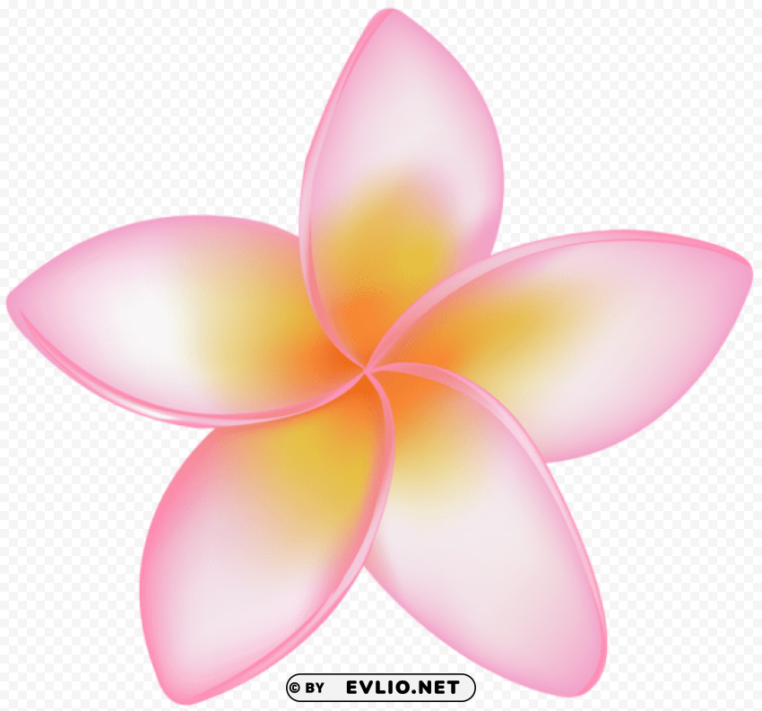 exotic flower pink Transparent background PNG images selection