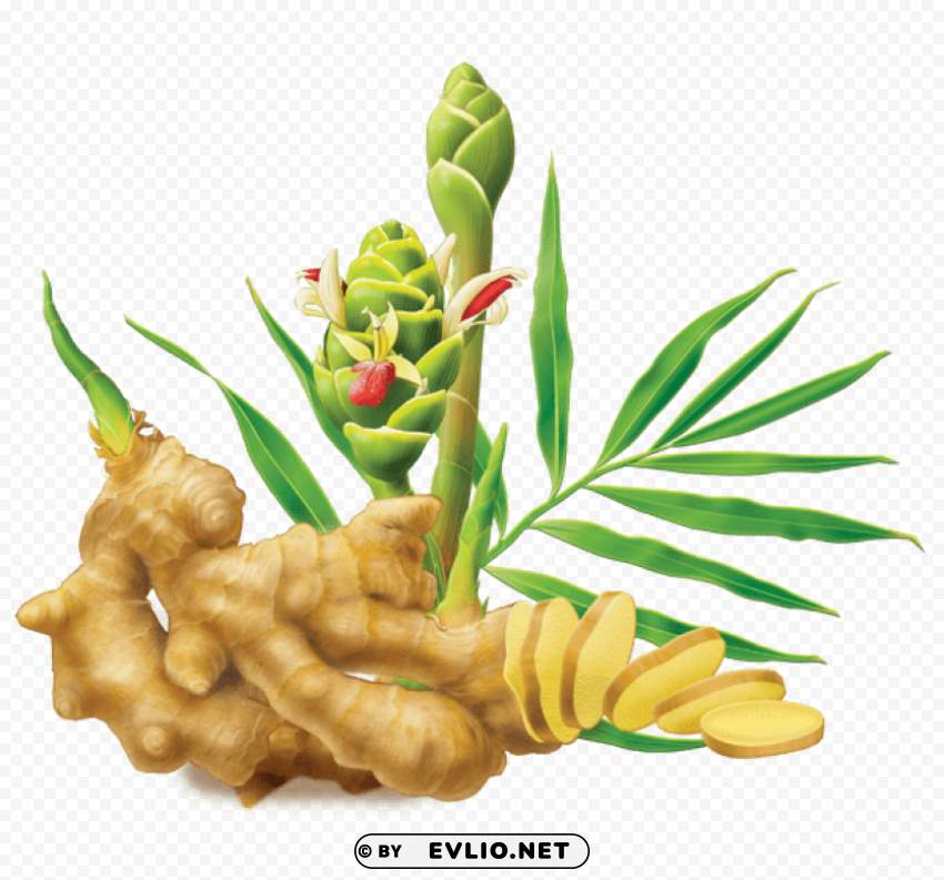 ginger PNG Image Isolated with Clear Transparency