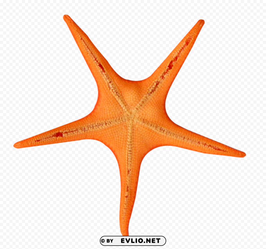 star fish PNG pics with alpha channel