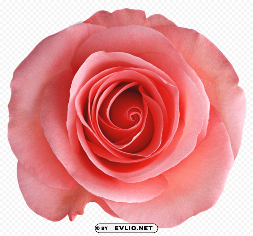  rose Transparent Background Isolated PNG Icon