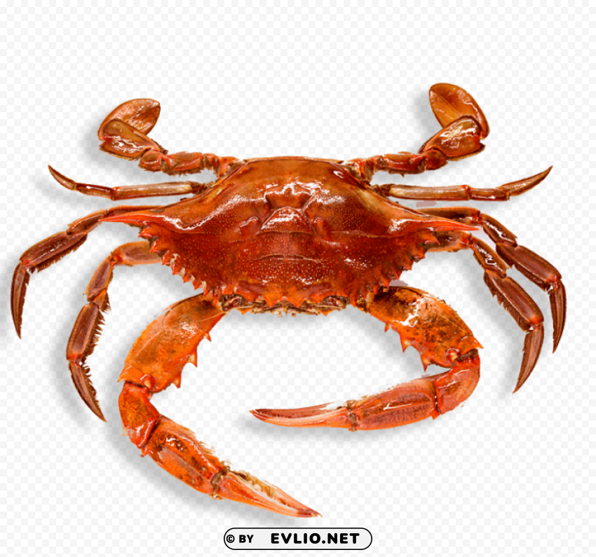 crab Images in PNG format with transparency