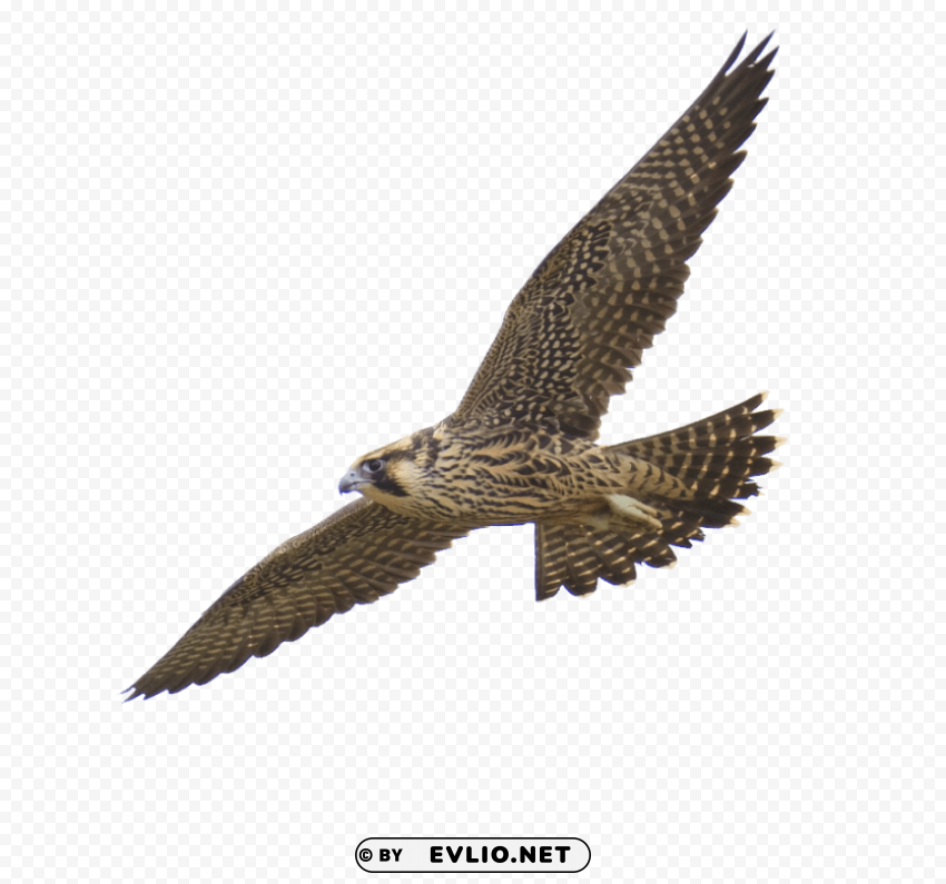 falcon PNG transparent images for websites