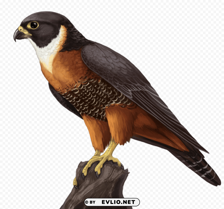 falcon PNG transparent images mega collection png images background - Image ID 84fa6343
