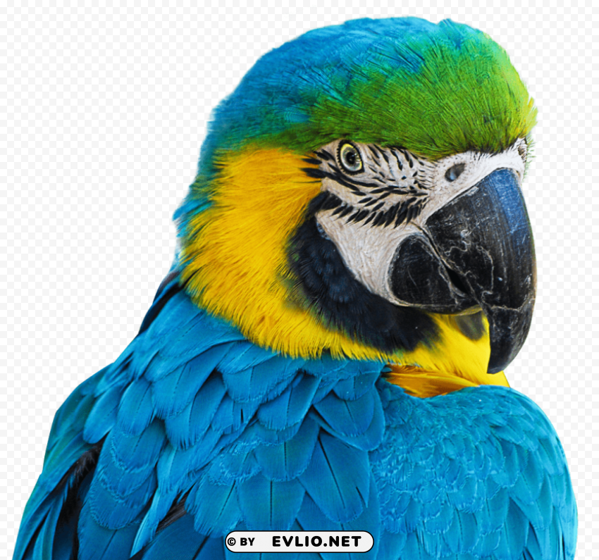 parrot Isolated Artwork with Clear Background in PNG