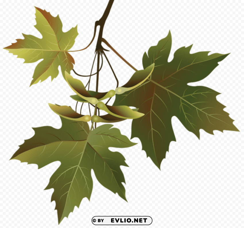 autumn leaves branch HighQuality PNG with Transparent Isolation