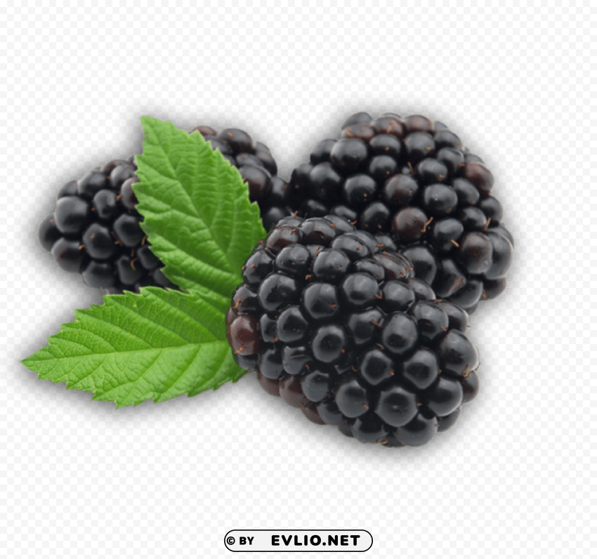 blackberry Transparent PNG Isolated Design Element